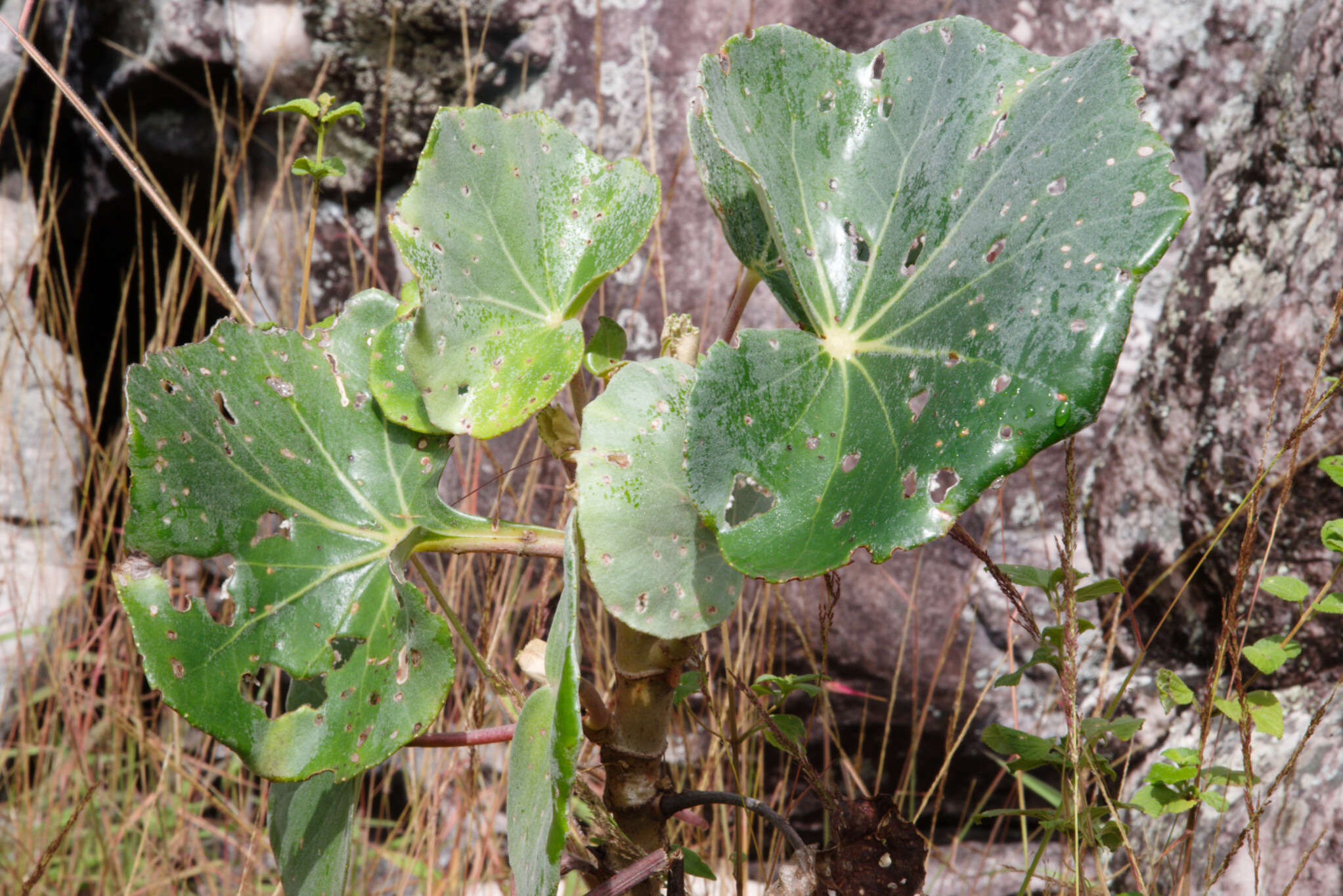 Image of Begonia grisea A. DC.