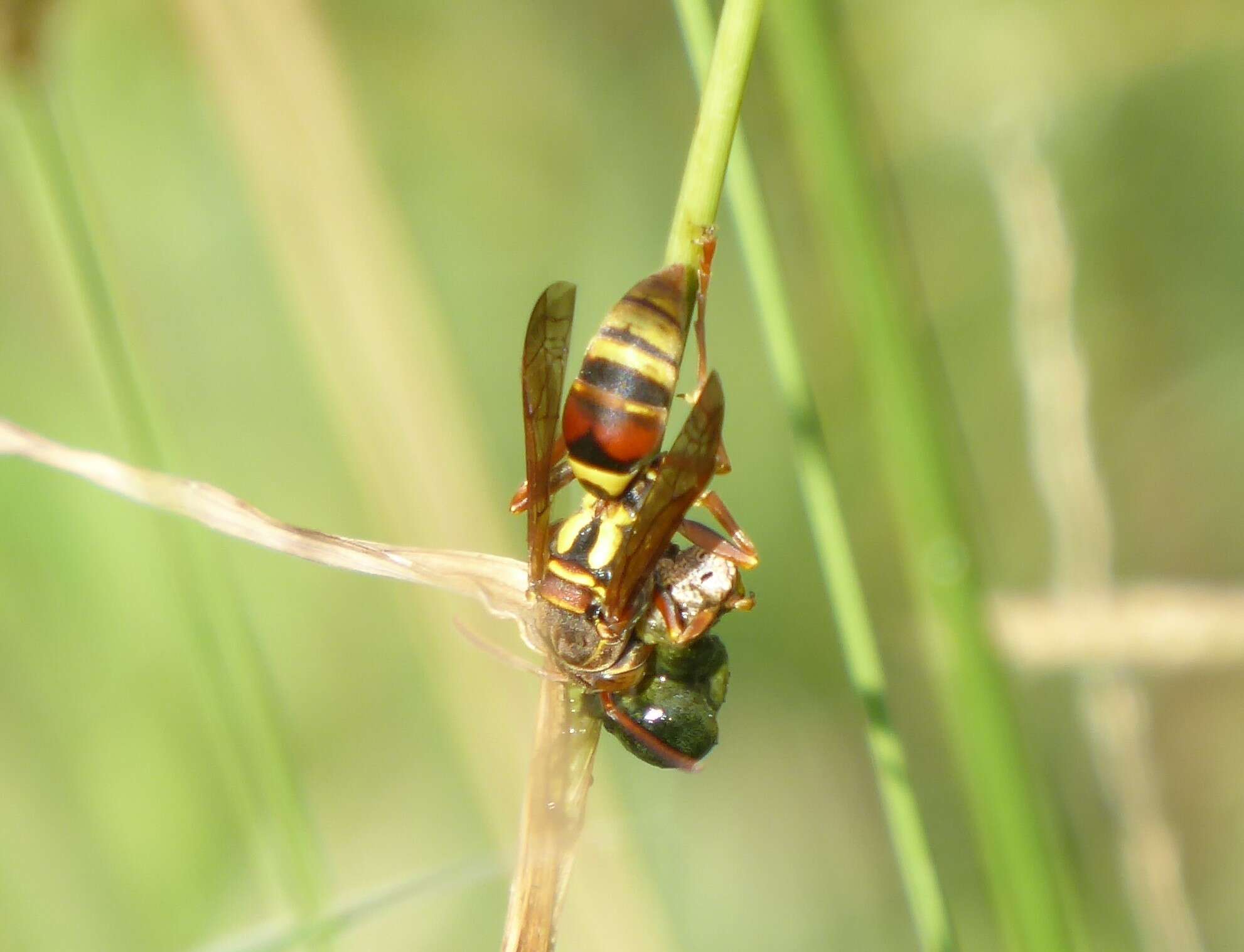 Image de Polistes humilis synoecus de Saussure 1853