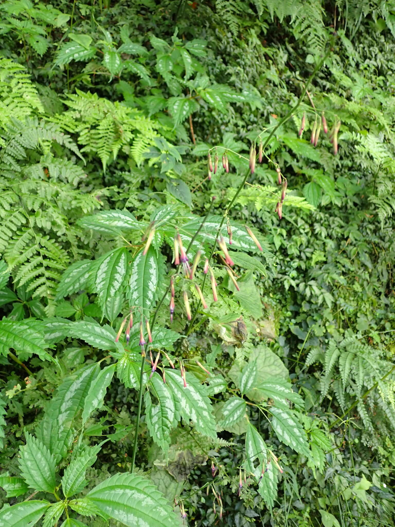 Paraprenanthes melanantha (Franch.) Ze H. Wang的圖片