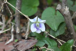 Image of common blue violet