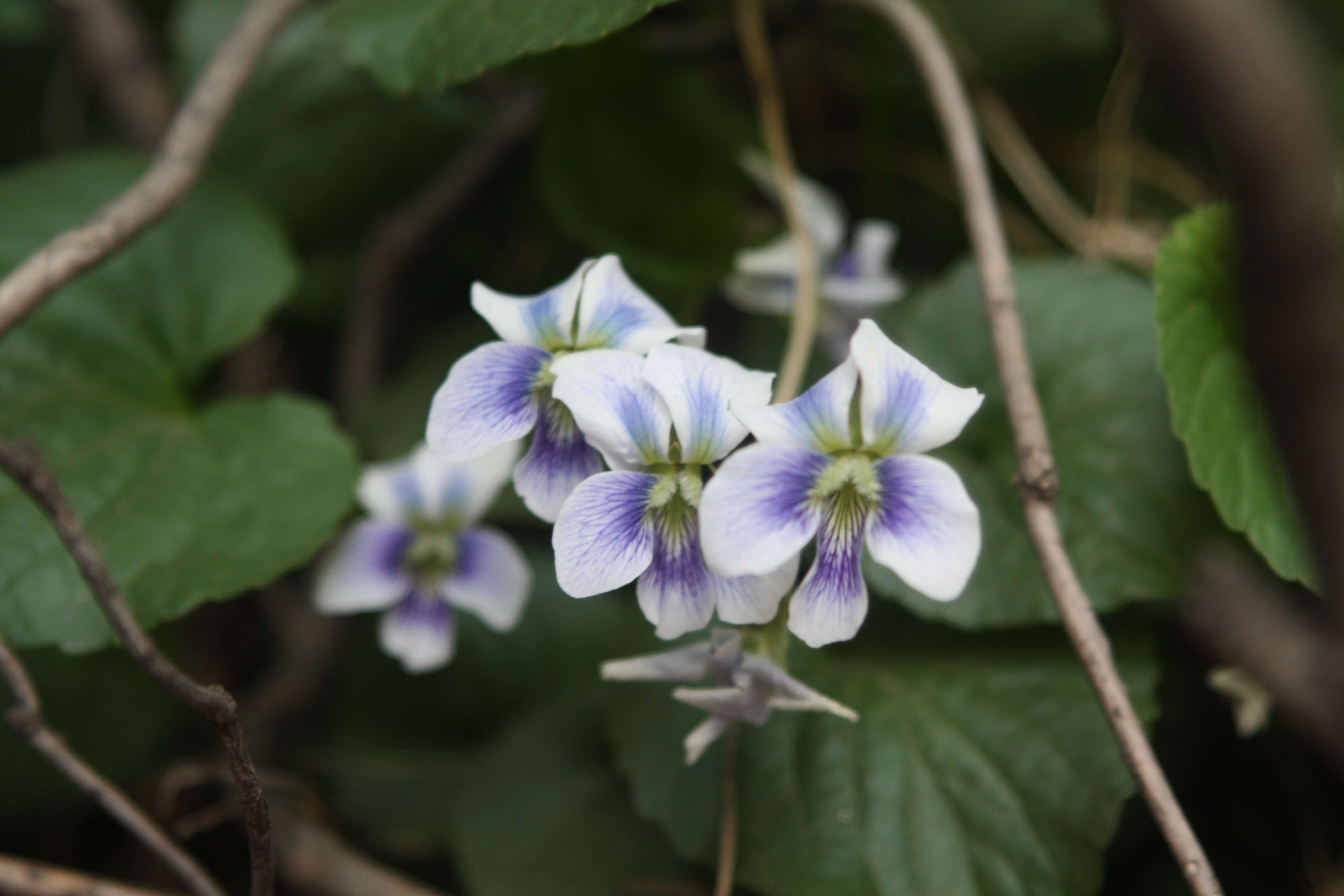 Image of common blue violet