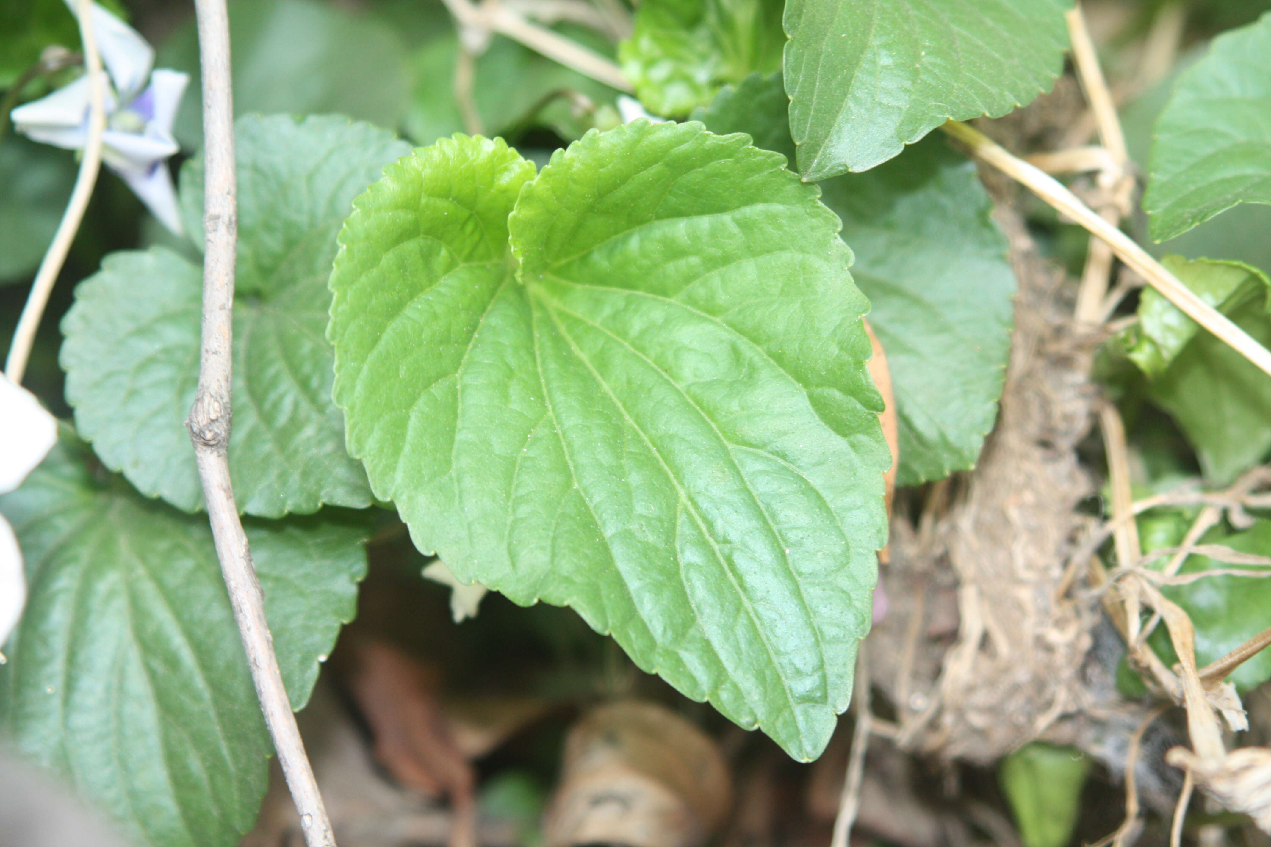 Image of common blue violet