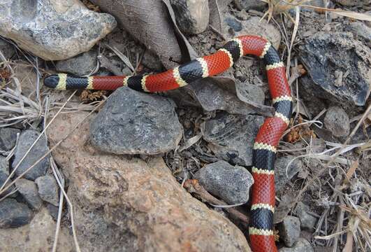 Image of Micrurus distans zweifeli Roze 1967