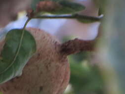 Image of African Mahogany