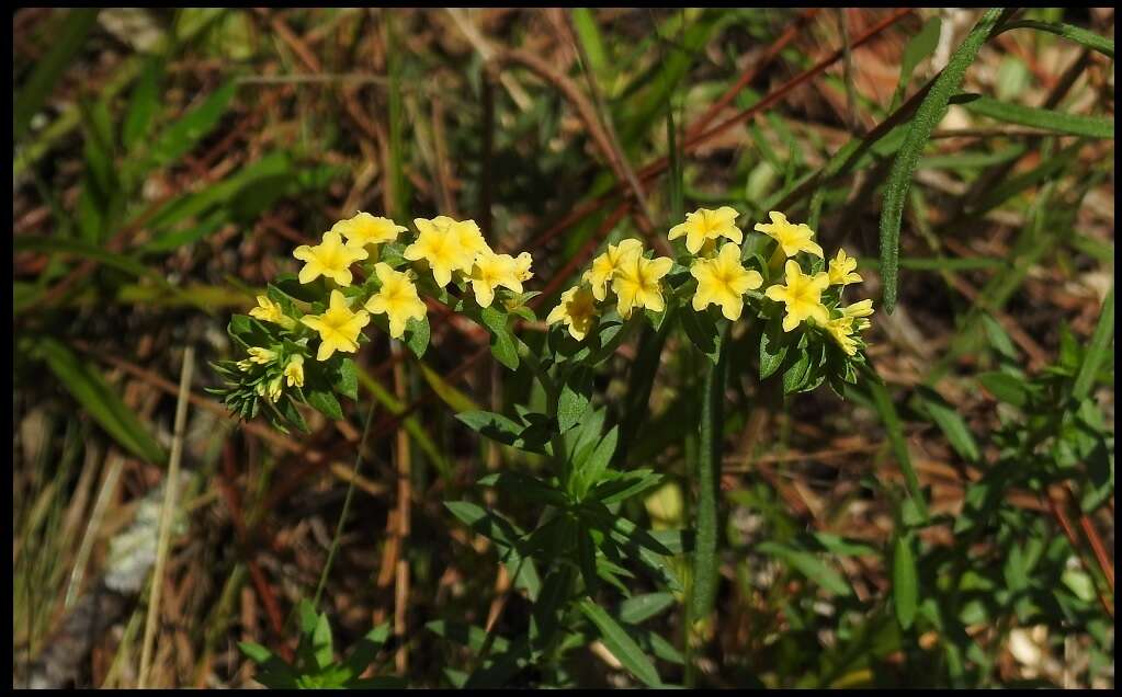 Image of Pineland Heliotrope