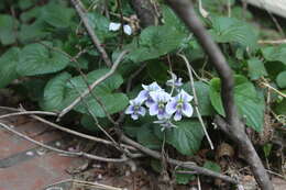 Image of common blue violet