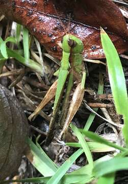 Orphulella pelidna (Burmeister & H. 1838) resmi