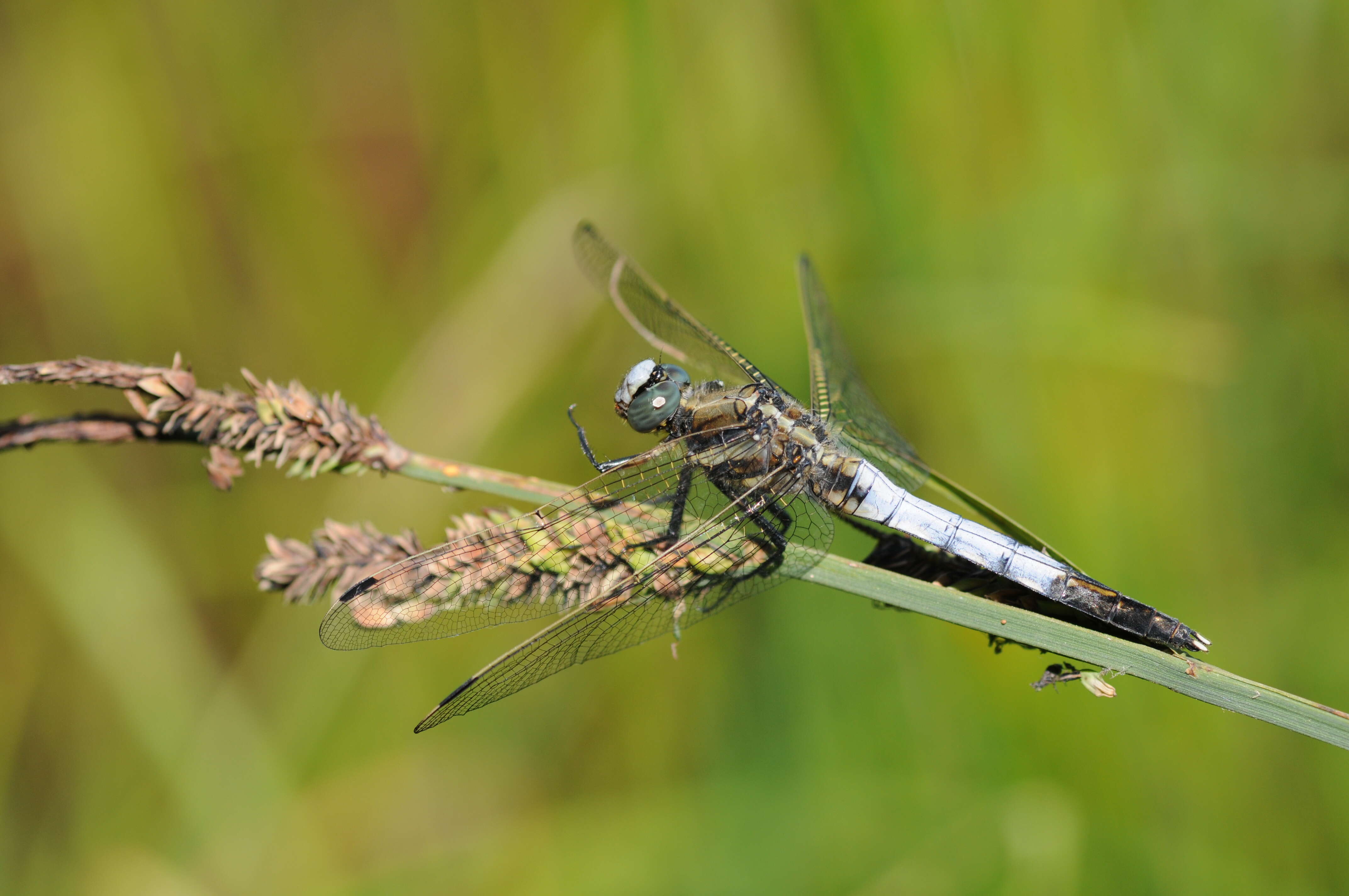 Sivun Orthetrum albistylum (Selys 1848) kuva