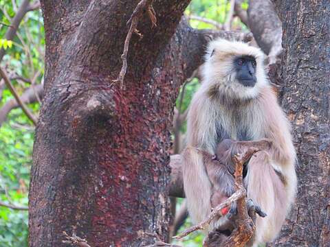 Image of Central Himalayan Langur