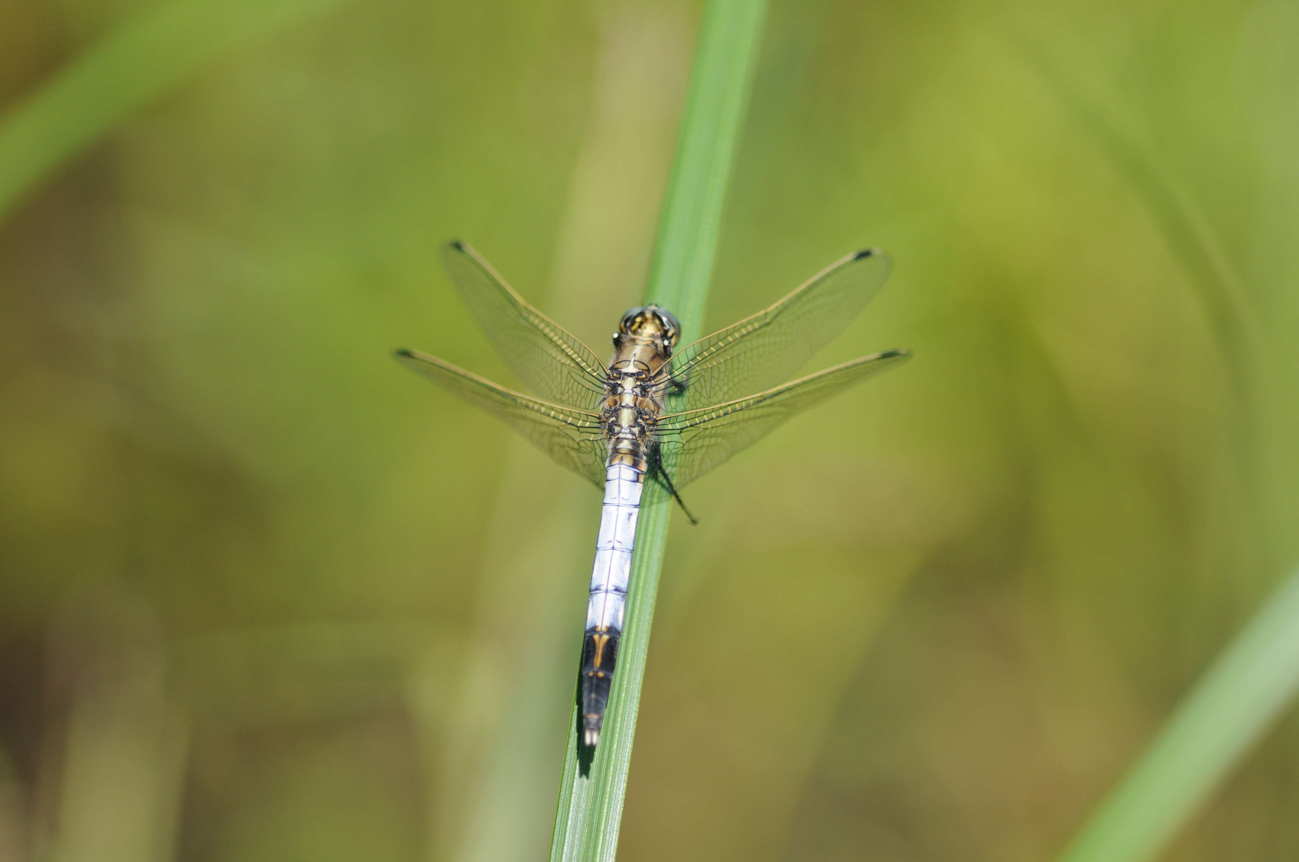 Sivun Orthetrum albistylum (Selys 1848) kuva