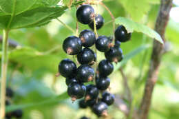 Image of Black Currant