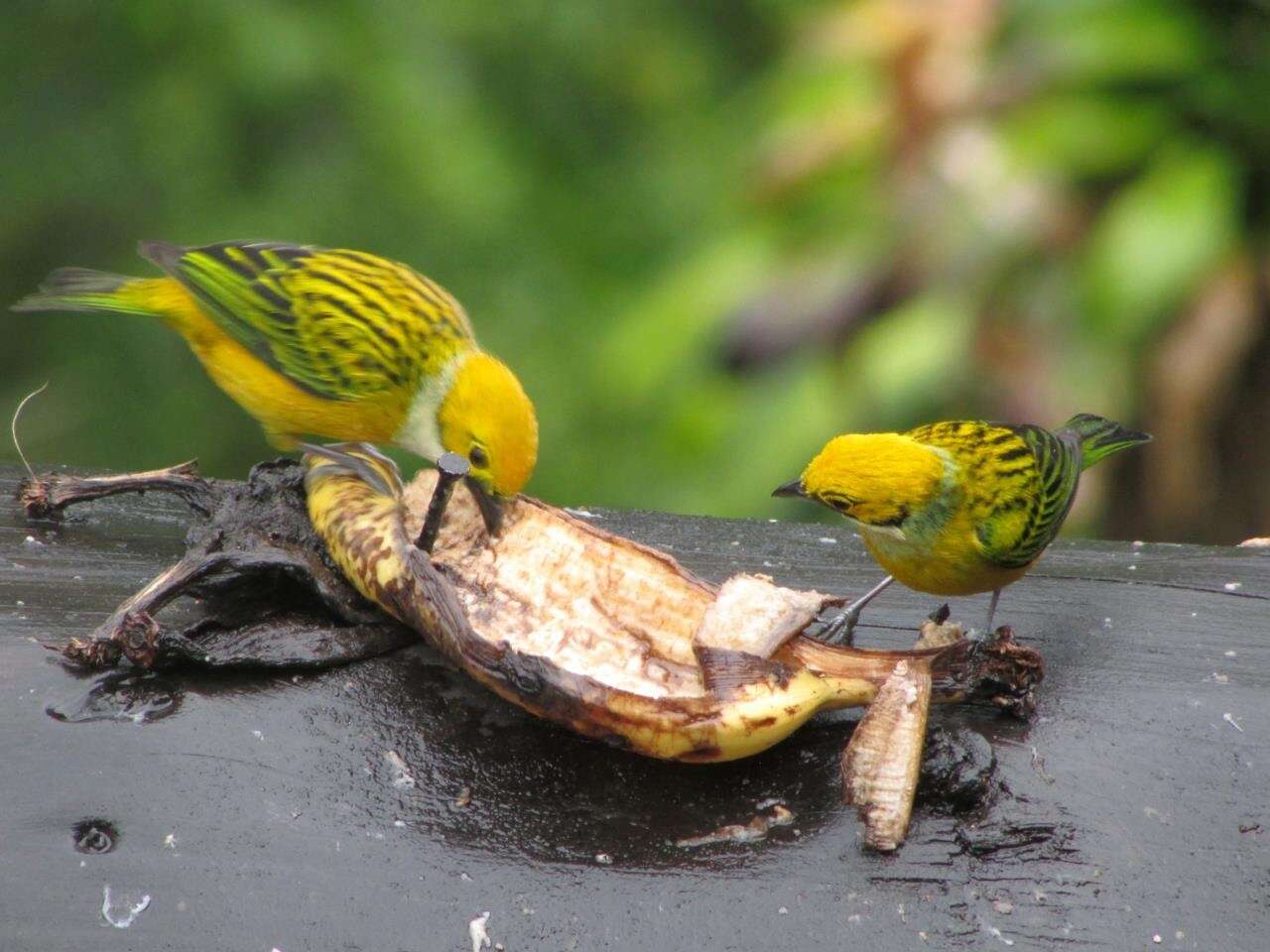 Image of Silver-throated Tanager