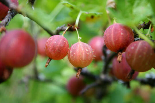 Image of European gooseberry