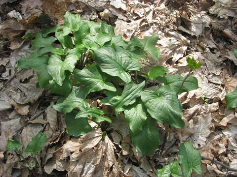 Image of Arum besserianum Schott