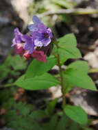 Image of Pulmonaria obscura Dumort.