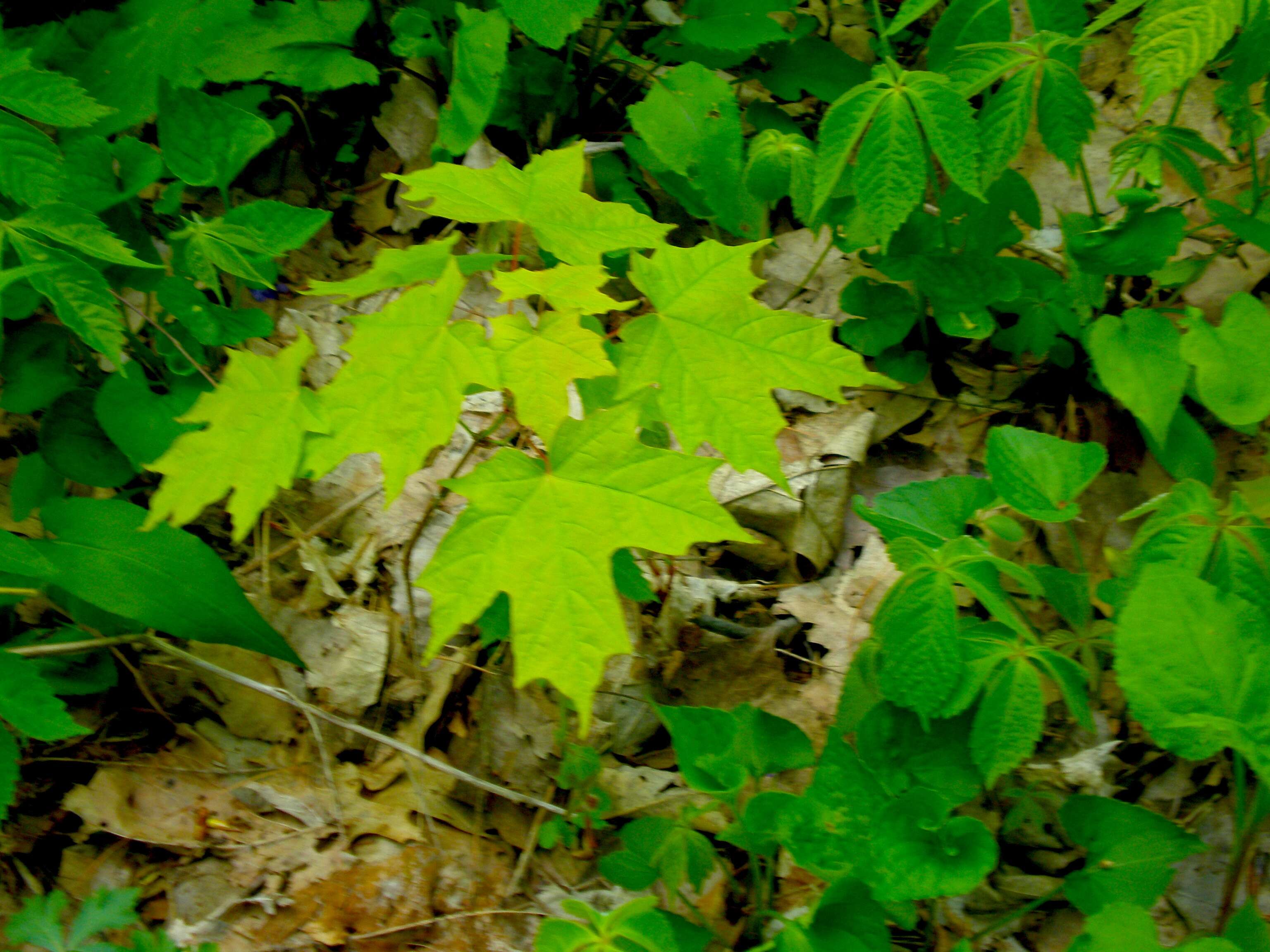 Image of Virginia creeper