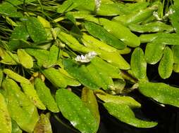 Image of Cape pondweed