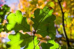 Image of Bush oak