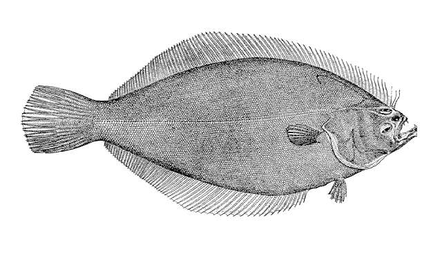 Image of Psettichthys