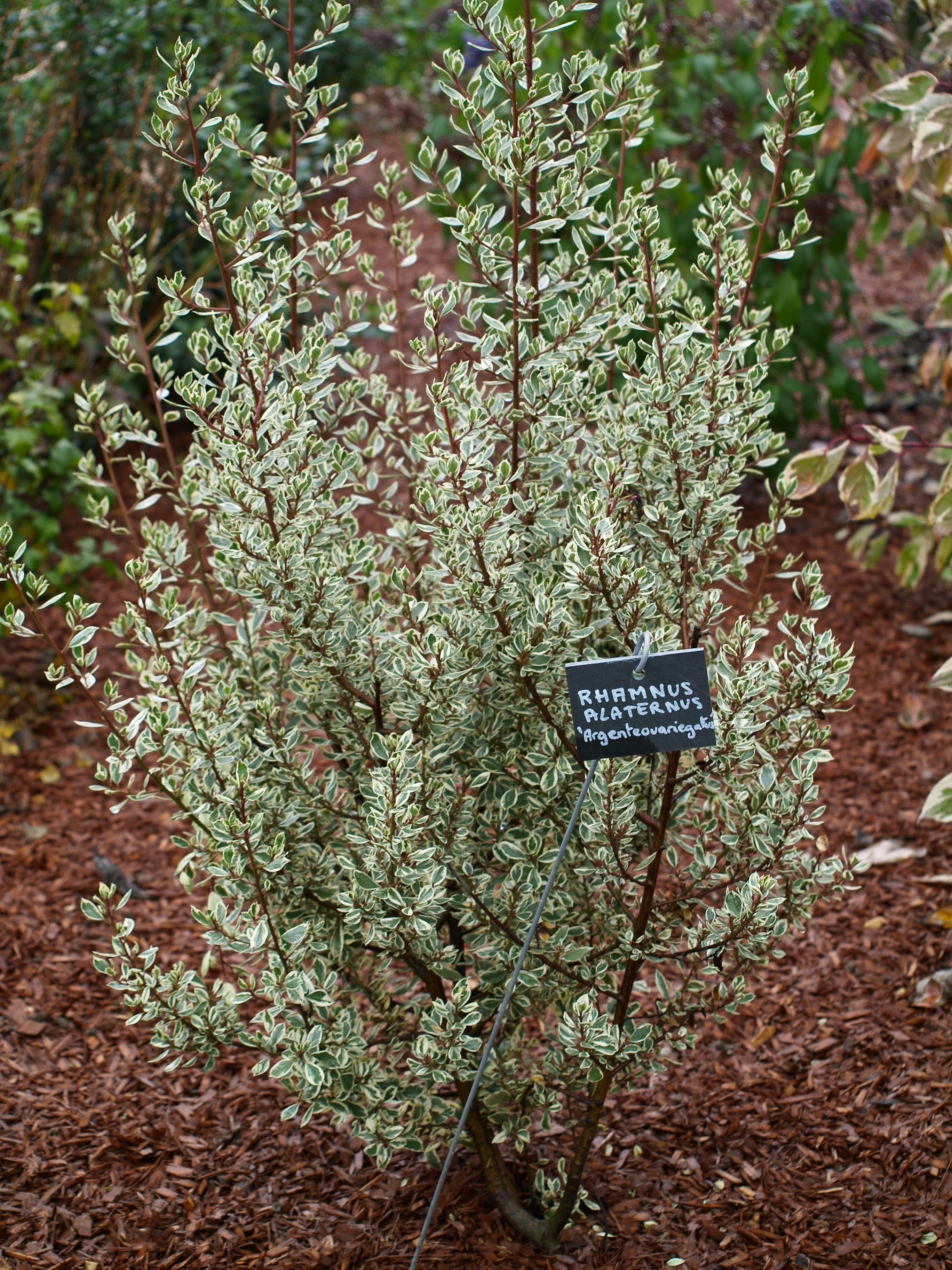 Image of Italian buckthorn