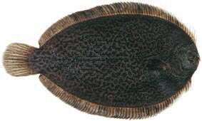 Image of New Zealand brill