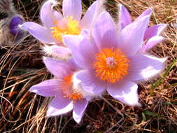 Image de Pulsatilla grandis Wenderoth