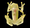 Image of Rio Azuela Glass Frog