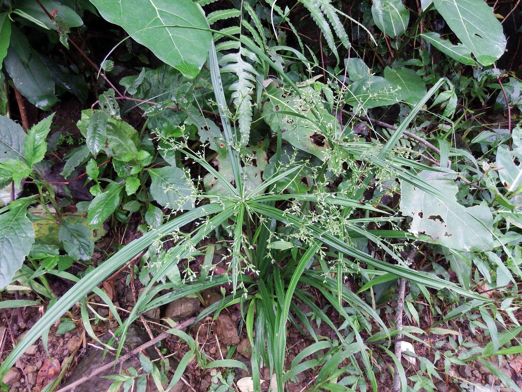 Image of Dwarf Umbrella Grass