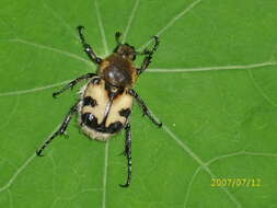 Image of Bee beetle