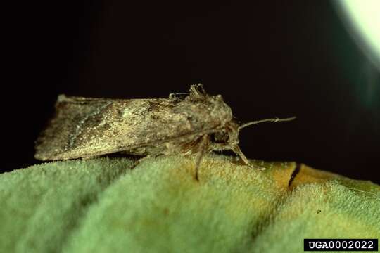 Image of Spodoptera pectinicornis Hampson 1895