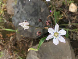 Image of Triteleia lilacina Greene