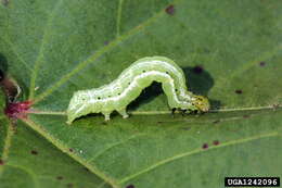 Image of Soybean Looper