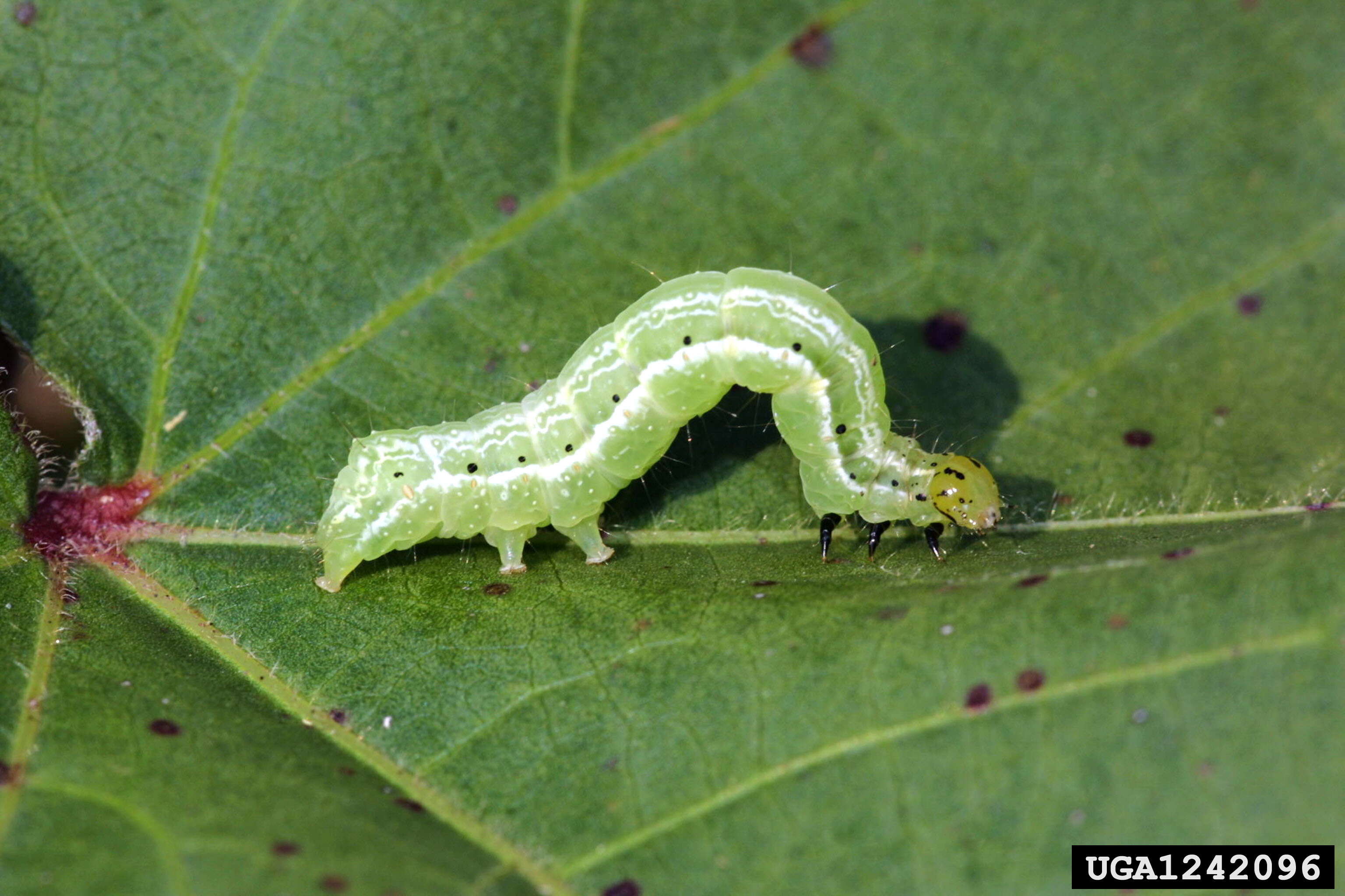 Image of Soybean Looper