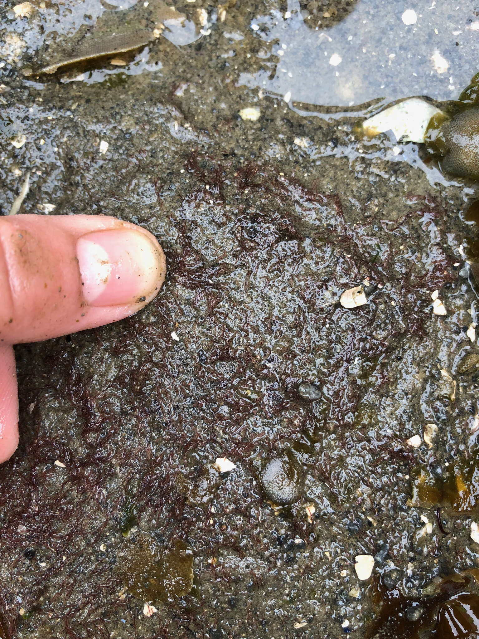 Image of Red algae