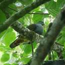 Image of Sao Tome Green Pigeon