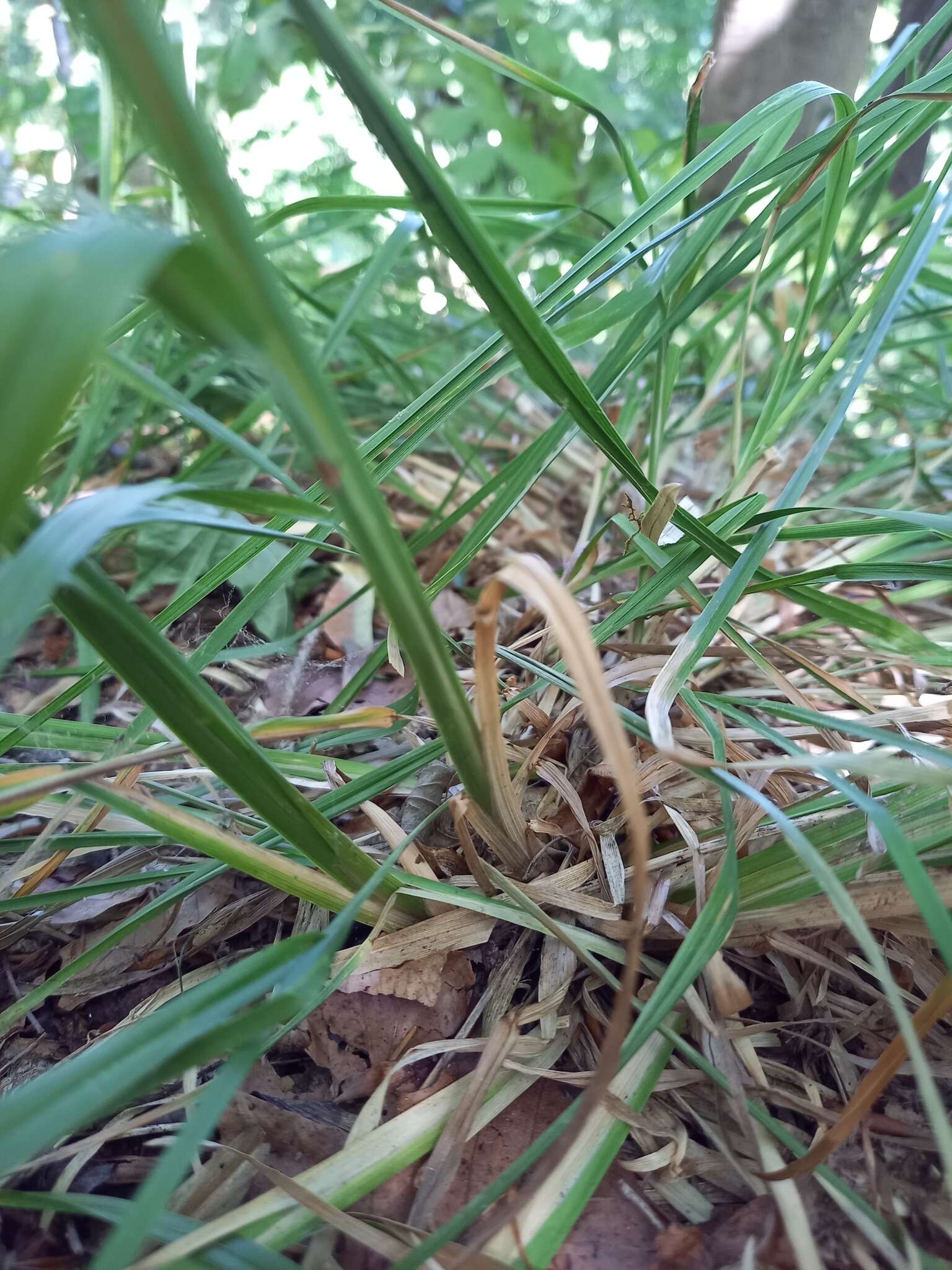 Image of broad-leaved meadow-grass