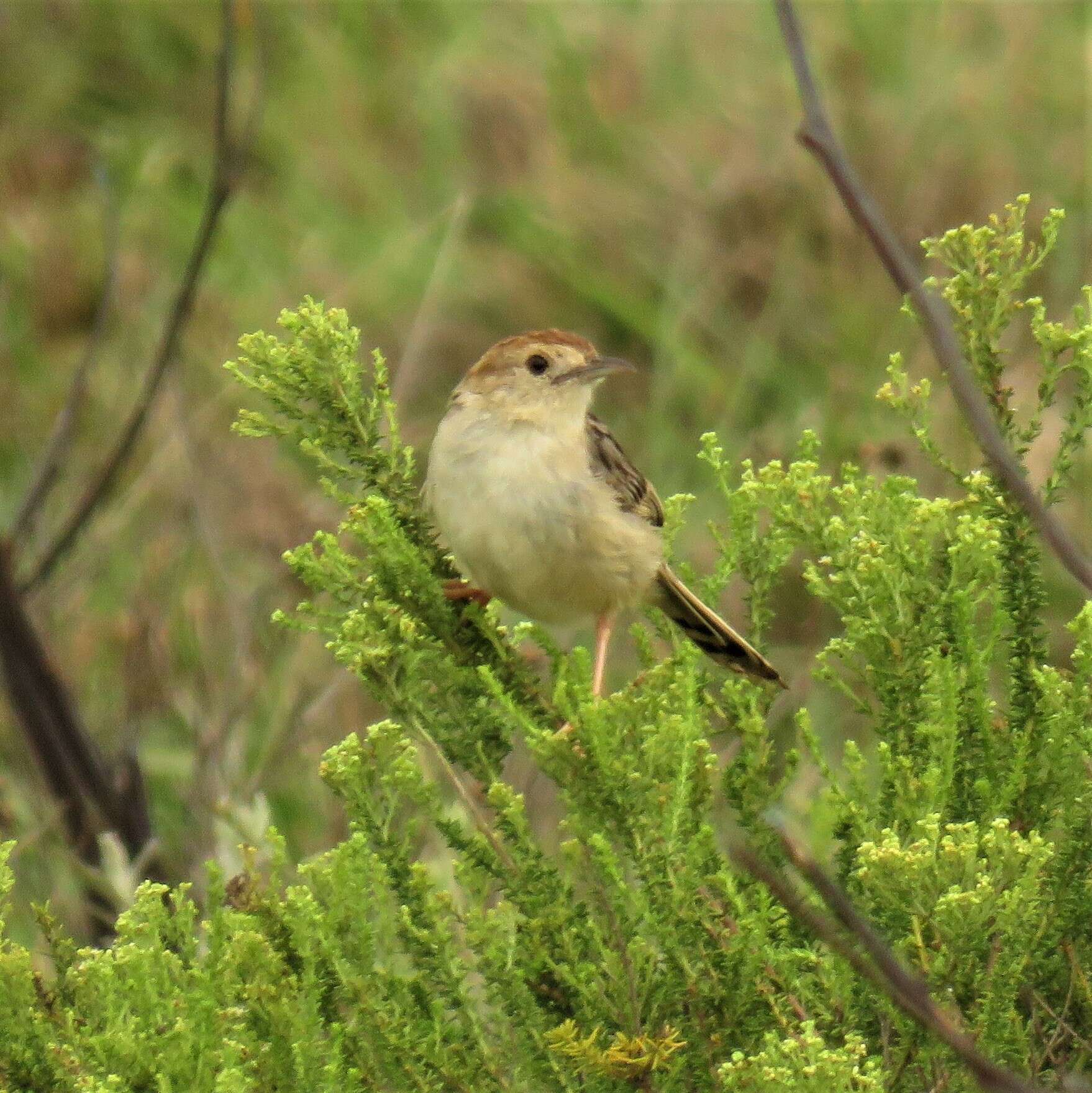 Image of Wailing Cisticola