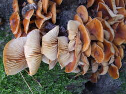 Plancia ëd Flammulina velutipes (Curtis) Singer 1951