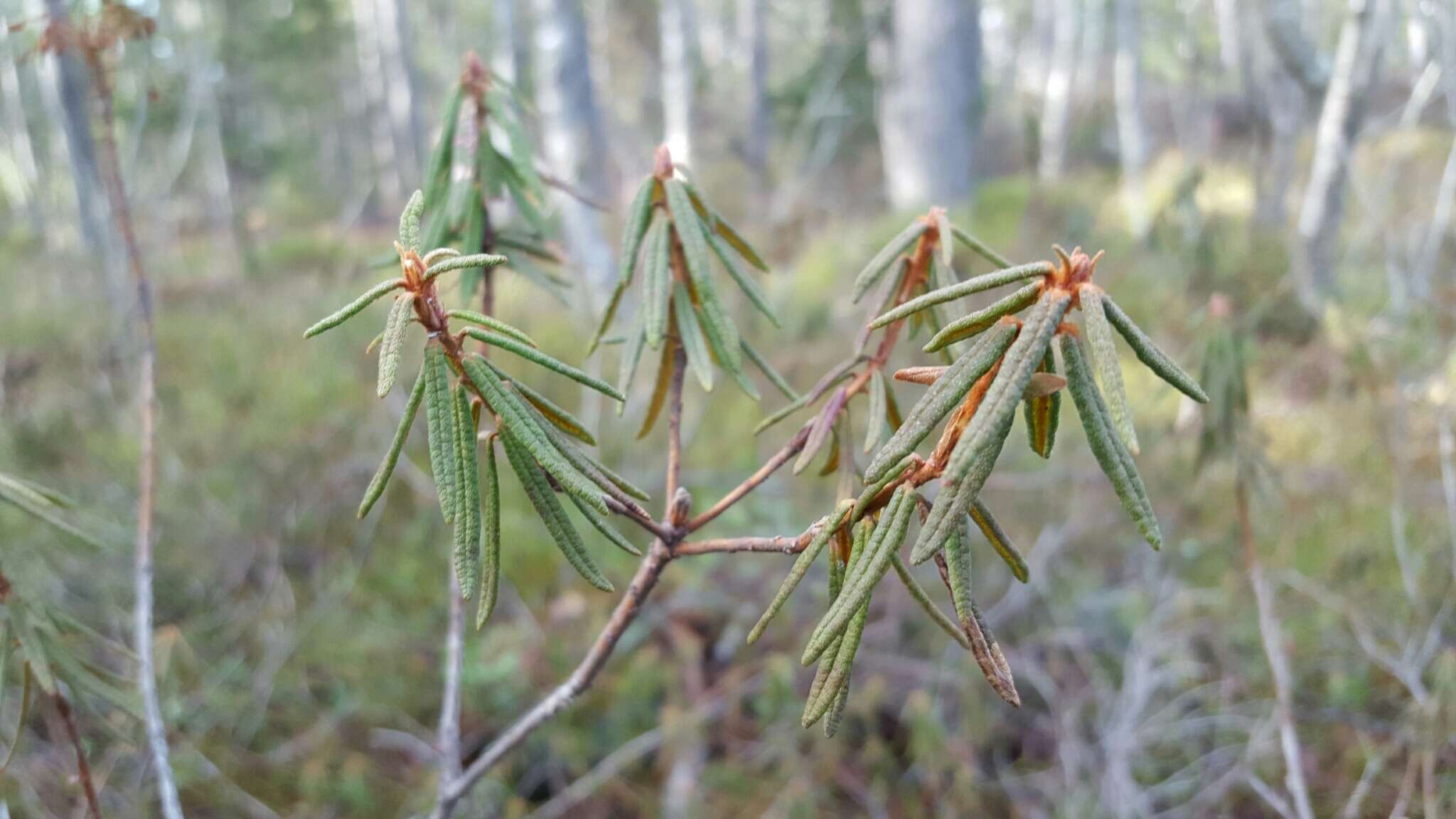 صورة Rhododendron tomentosum subsp. tomentosum