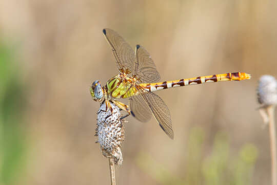 Image of Eastern Ringtail