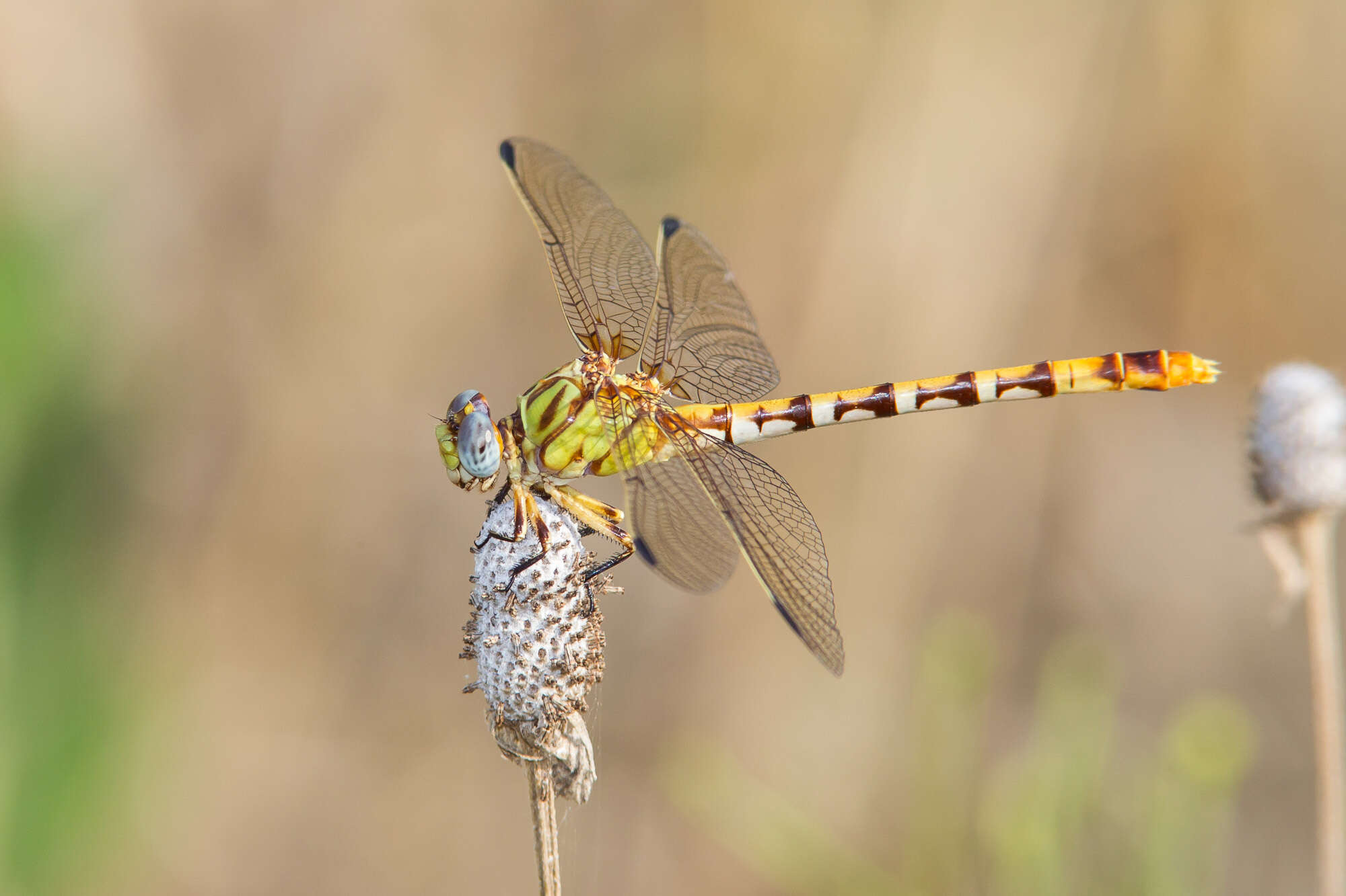 صورة Erpetogomphus designatus Hagen ex Selys 1858