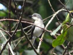 Image of Grey Apalis