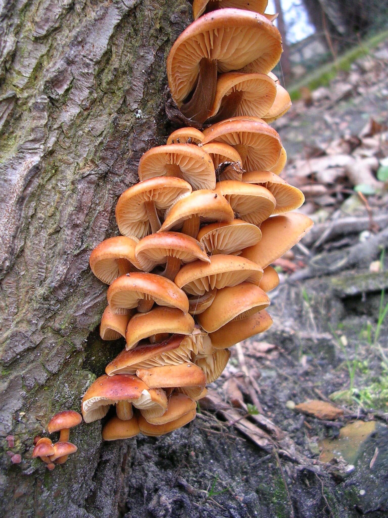 Plancia ëd Flammulina velutipes (Curtis) Singer 1951