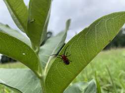 Image of Blackened Milkweed Beetle