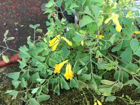 Image of yellow corydalis