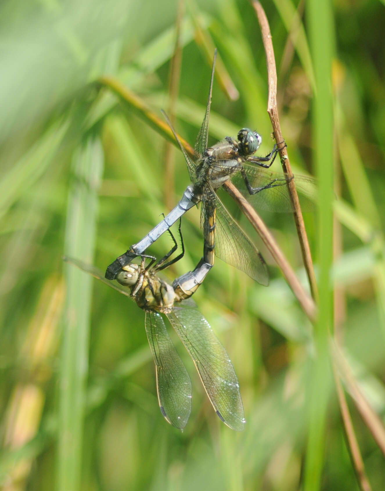 Sivun Orthetrum albistylum (Selys 1848) kuva