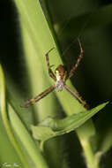 Image of Argiope perforata Schenkel 1963