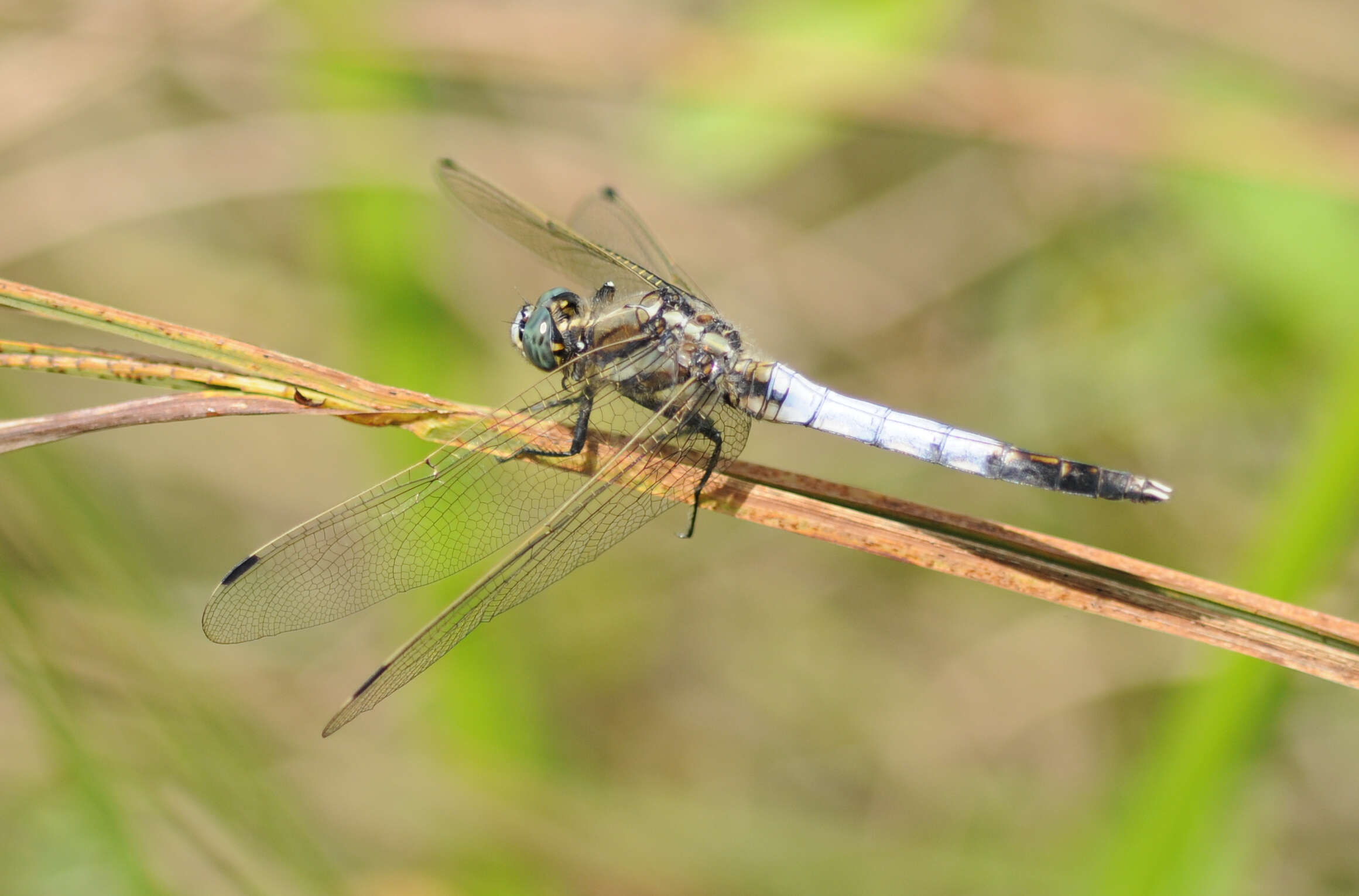 Sivun Orthetrum albistylum (Selys 1848) kuva