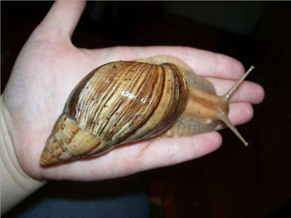 Image of Achatina immaculata