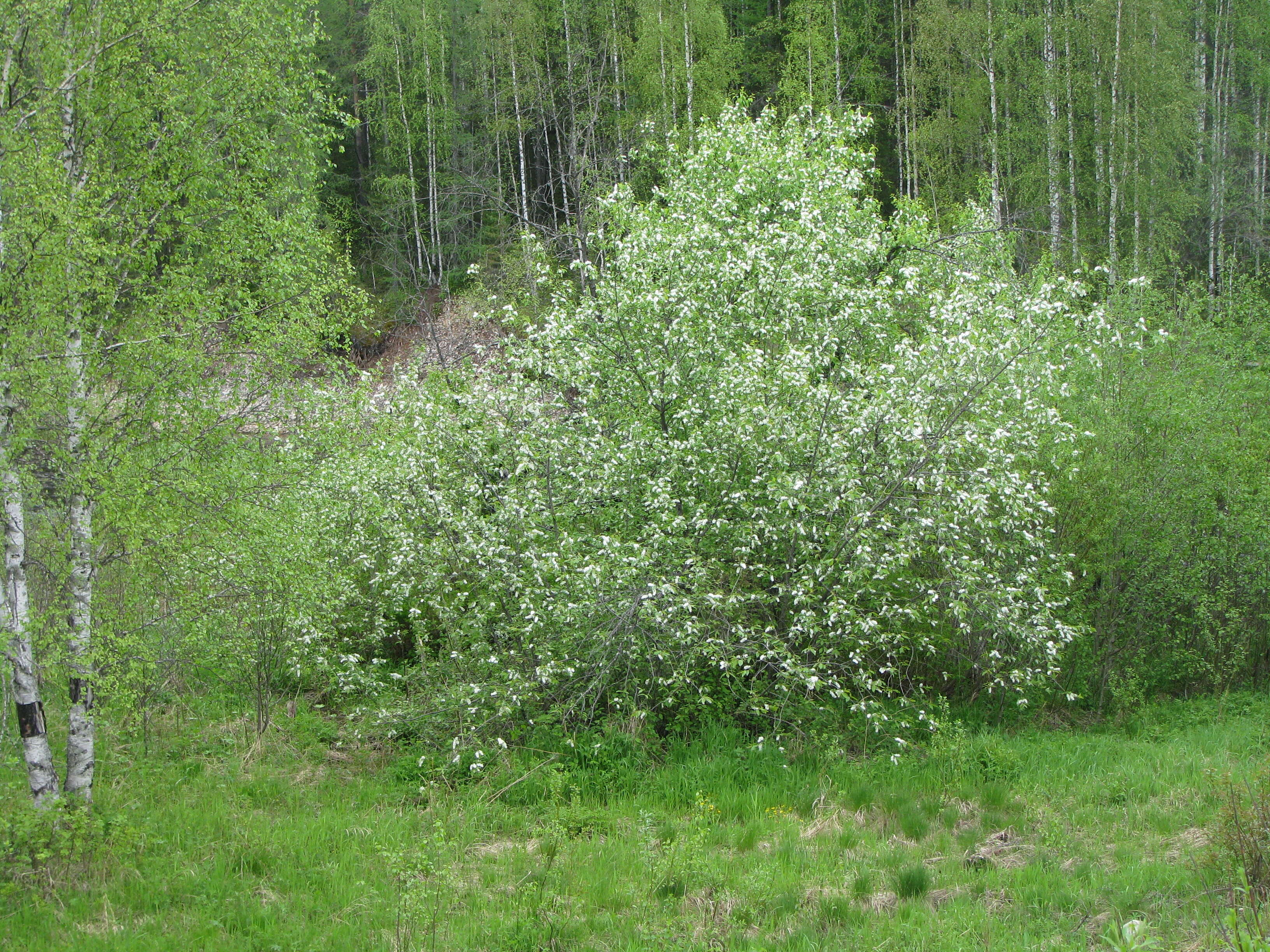 Image of Bird Cherry